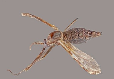 Anopheles funestus