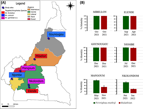 (A) Geographical representation of collection sites in Cameroon. The study sites are represented by stars. The color represents the targeted species. (B) Susceptibility profile using WHO bioassay tube test according to the study sites. Mortality rates were recorded 24 h post-exposure to the discriminating concentration of insecticides. Data are shown as mean ± standard error. Mosquitoes were sampled both pirimiphos-methyl and malathion tests on the same day at Gounougou (December 2021) and Mibellon (October 2021)