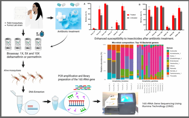 Graphical abstract